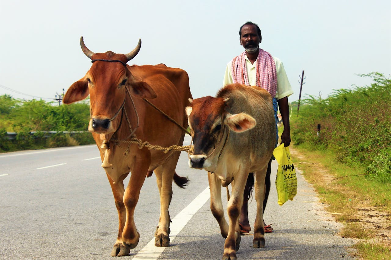 A farmer leads two cows on a roadside, showcasing rural livestock farming.