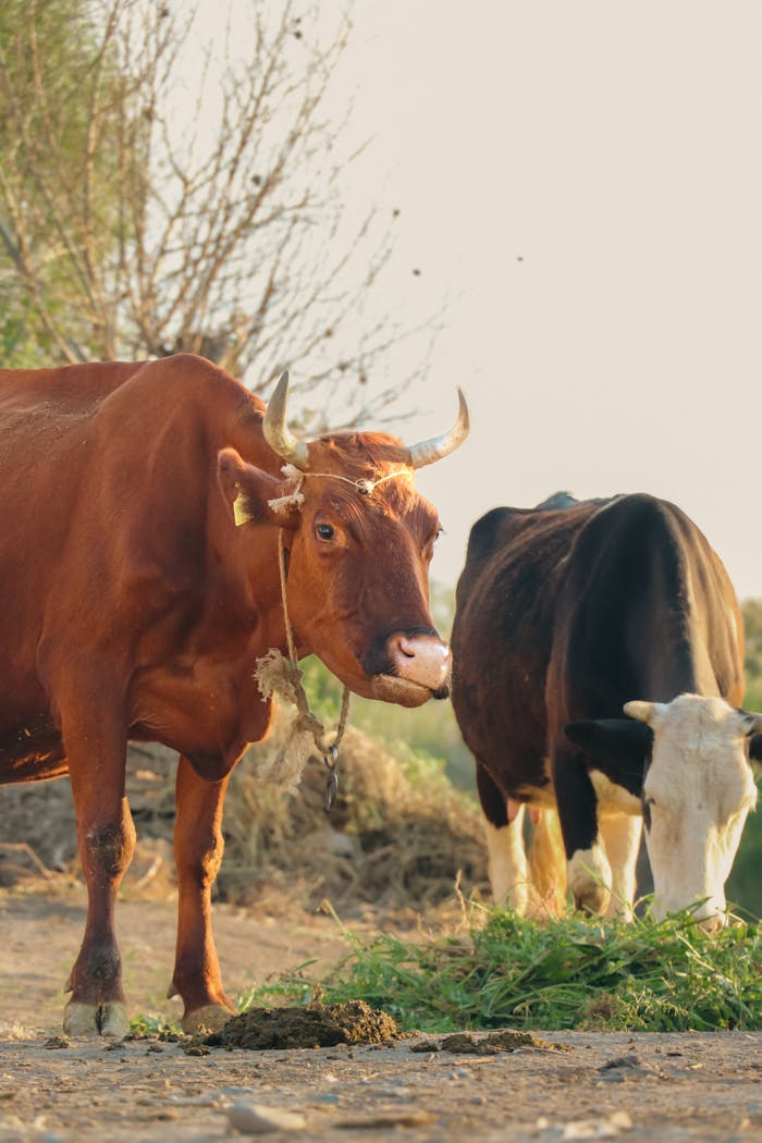 Cows grazing in a serene rural landscape, Azerbaijan. Natural agricultural scene.