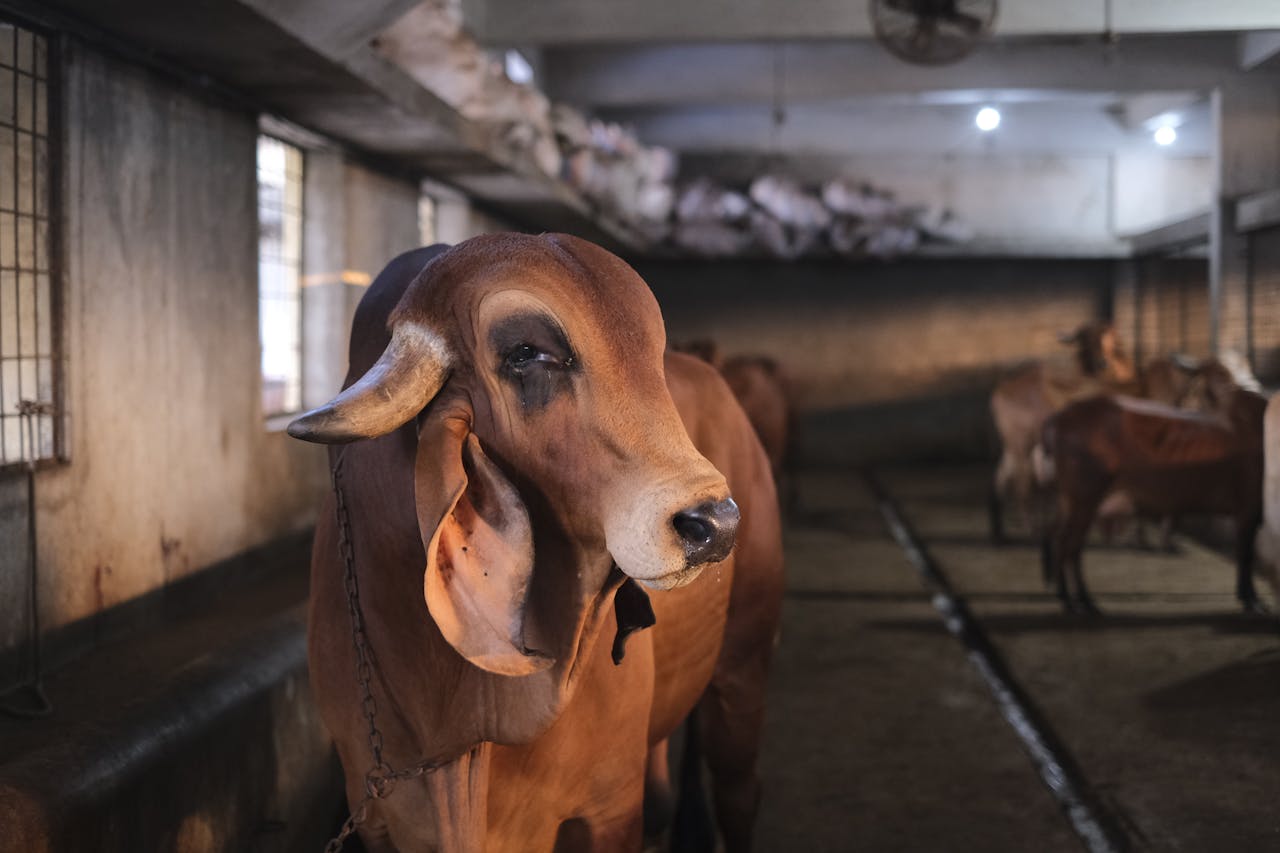 Close-up of a Brahman cow standing in a barn, showcasing its distinctive features.